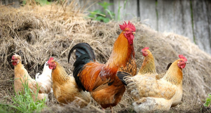 Ptasia grypa znowu atakuje. W Płocku i powiecie płockim obowiązuje nakaz trzymania drobiu w zamknięciu