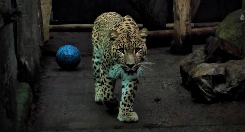 Barack przyjechał. Cętkowany gość paraduje w ZOO 