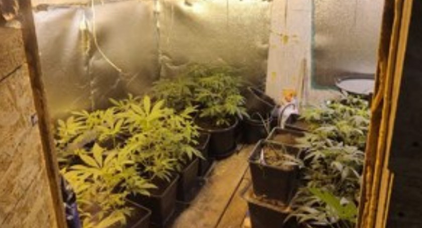 Ogrodnik posiał złe zioła. 35 krzaków do kasacji…
