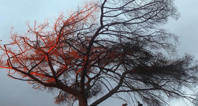 Dziś zacznie mocno wiać. Meteorolodzy ostrzegają
