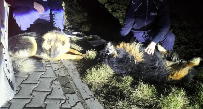 Policjanci zaopiekowali się uciekinierami. Gdzie jest właściciel?