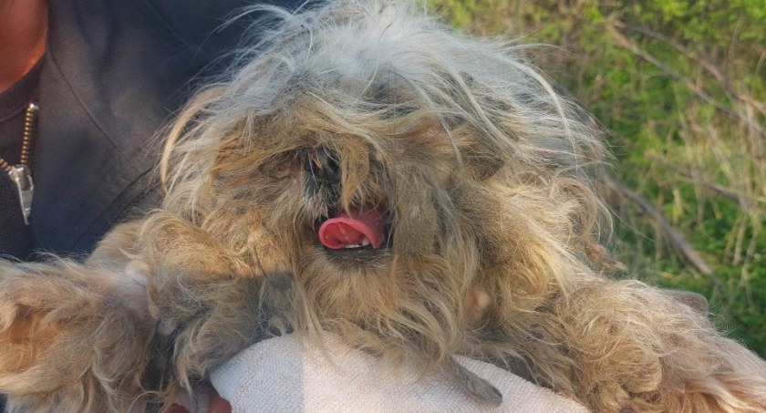 Dramat, co ludzie wyprawiają ze zwierzętami. Czy płoccy Animalsi mają przestać pomagać? [ZDJĘCIA]