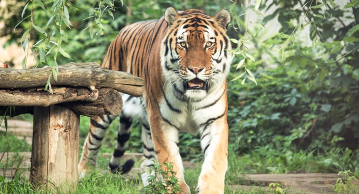 999 śmiałków przekona się o tym i w dzień, i w nocy. W płockim ZOO lepiej niż na całym świecie