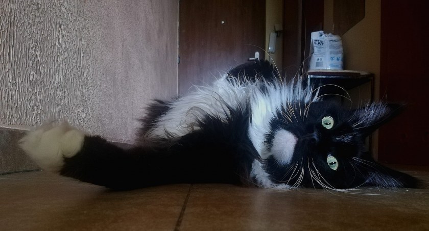 Tajemnicza choroba kotów. OTOZ Animals Płock zwróciło się z apelem do opiekunów