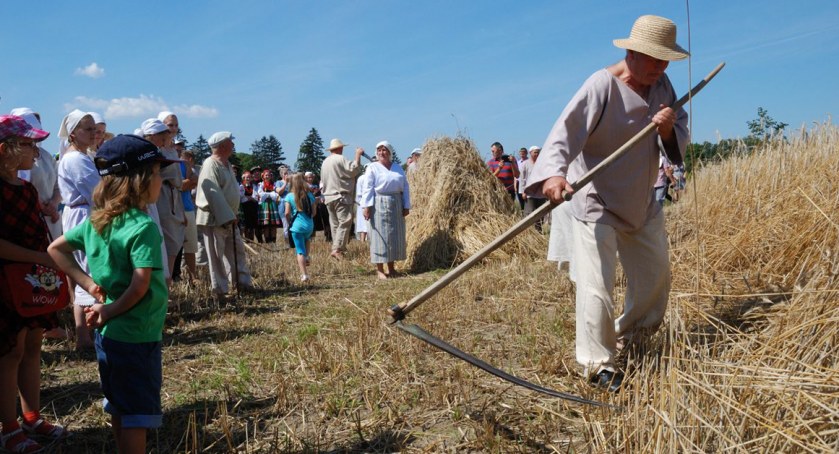 Już w najbliższą niedzielę żniwujemy w skansenie w Sierpcu