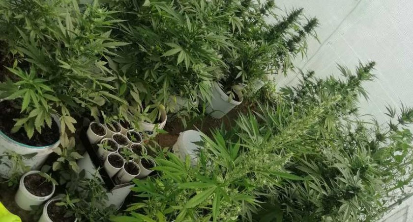 W Gozdowie marihuana rosła obok buraków. Odlotowy tunel zielarza... 