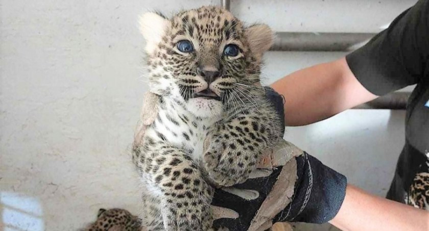 Cóż za słodkie kociaki! W ZOO przyszły na świat małe lamparty perskie [ZDJĘCIA]