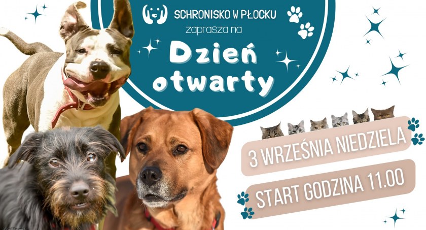 Psiaki i kociaki zapraszają w niedzielę. Dzień Otwarty w płockim Schronisku dla Zwierząt. 
