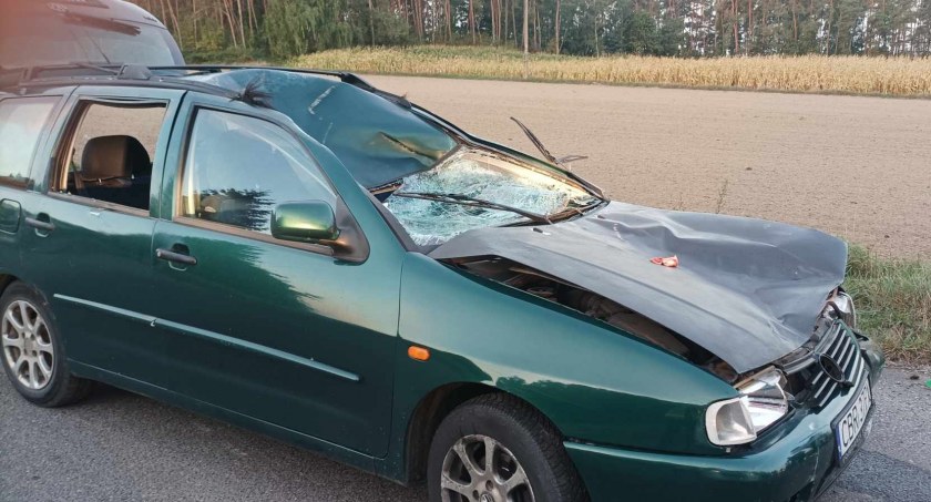 Uważaj, łosie są wszędzie! Trwa wrześniowy horror kierowców [ZDJĘCIA]