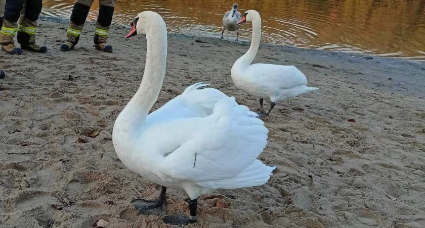 Łabędź w opałach. Do pomocy wezwano Straż Miejską i Straż Pożarną [FOTO]