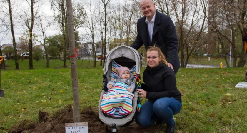 Drzewa Młodych Płocczan. Cztery lipy już rosną przy al. Piłsudskiego