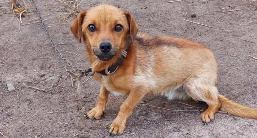 Snikers i Zoja wyrwały się z piekła. Interwencje Animalsów uratowały im życie! Czy znajdą kochające domy? 