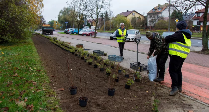 Coraz więcej róż przy płockich ulicach. Przetrwają trudną pogodę