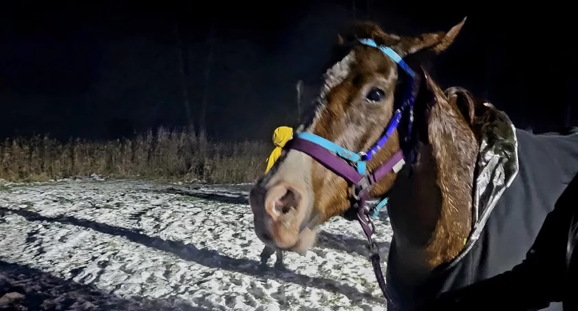 Koń ugrzązł w bagnie. Na ratunek wezwano strażaków