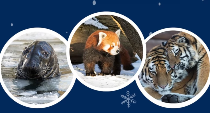 Wstęp do ZOO tylko dla dzieci. Już od 15 stycznia  