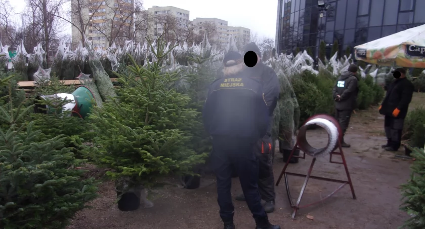 Nie ma świątecznych drzewek bez dokumentów. Sprzedaż choinek w Płocku pod ścisłą kontrolą