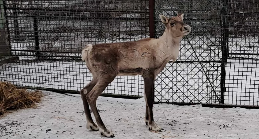 Przyjechała koleżanka Rudolfa. Nowa mieszkanka w ZOO 