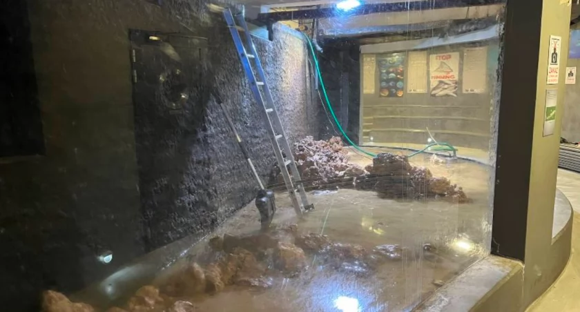 Dokąd przeprowadziły się rekiny z płockiego ZOO?