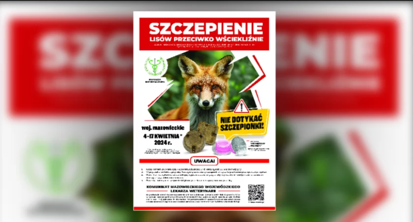 Wiosenne szczepienie lisów w mazowieckich lasach. Także wokół Płocka