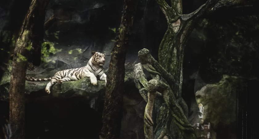 ZOO w Płocku z nową, wyjątkową imprezą!