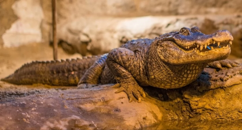 Jak świętować swoje 94. urodziny? Seniorka zaprasza wszystkich na swoje urodziny do ZOO! 
