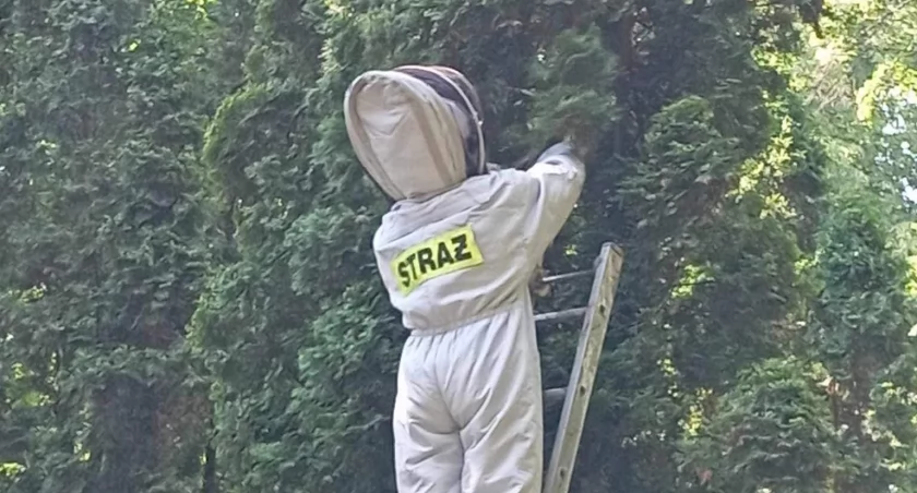 Niebezpieczeństwo czaiło się w gałęziach. Do Domu Pomocy Społecznej w Goślicach wezwano strażaków 