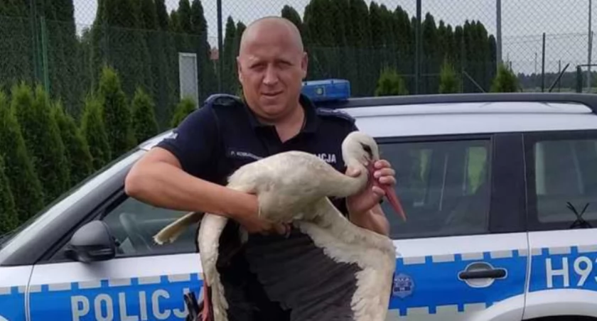 Ranny ptak pod specjalną ochroną. Bocian zamieszkał... w ogrodzie policjanta. 