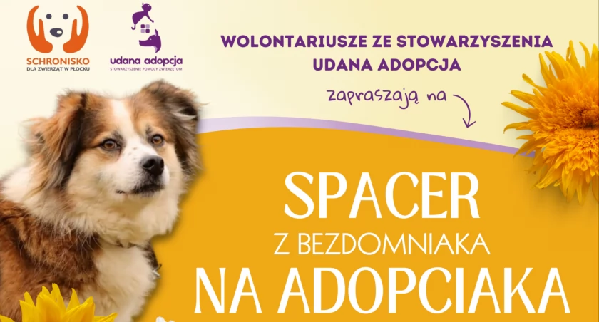 Kochasz psy? Wybierz się w niedzielę na spacer!