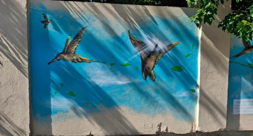 Kolibry na płockim Starym Mieście