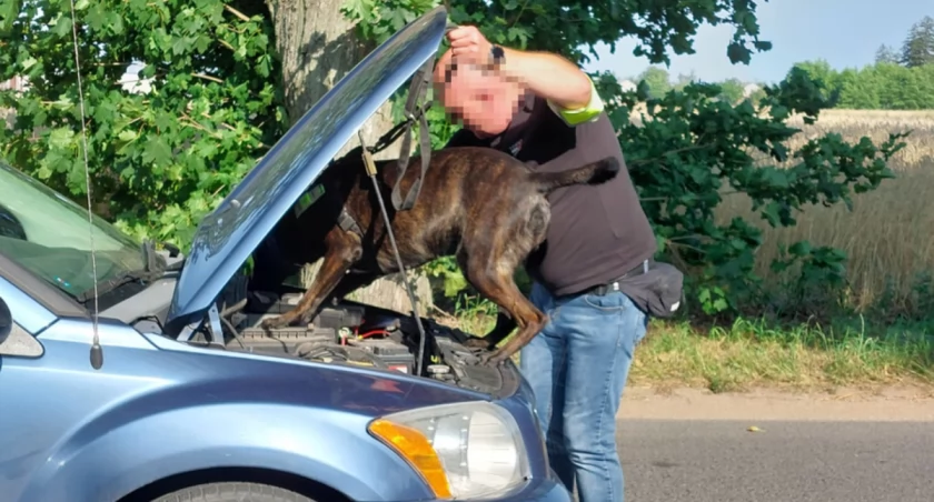 Drobin - zatrzymano 5 osób. Ponad kilogram narkotyków, nielegalne papierosy i automaty do gier