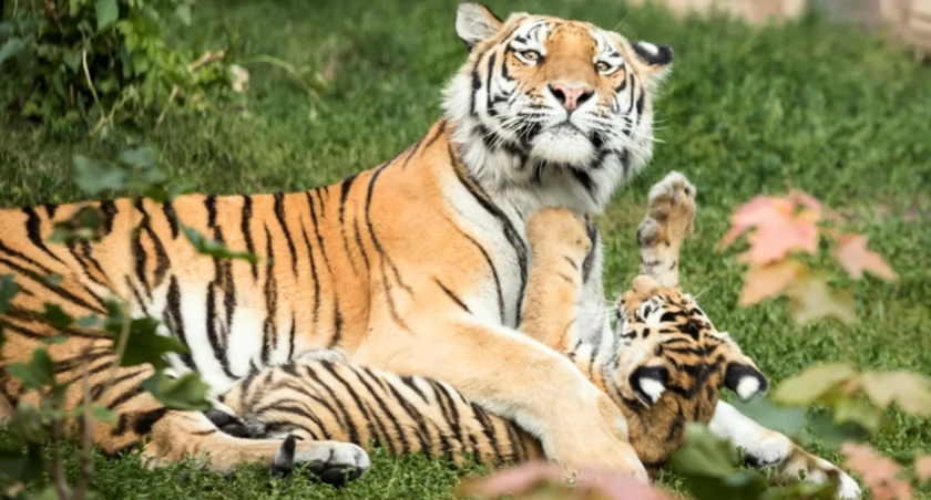 Konkursy, zabawy, warsztaty. Świętujcie Dzień Tygrysa w płockim ZOO!