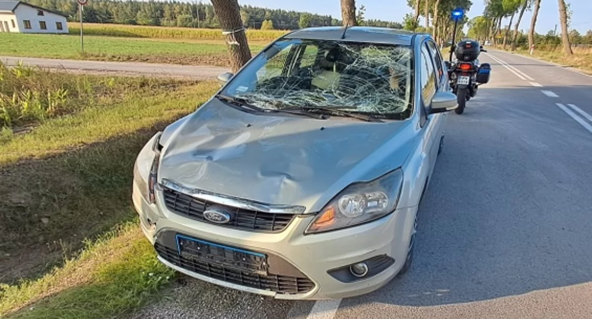 Z pola kukurydzy na drogę wybiegł łoś. 48-latka za kierownicą miała dużo szczęścia, gorzej z samochodem...   
