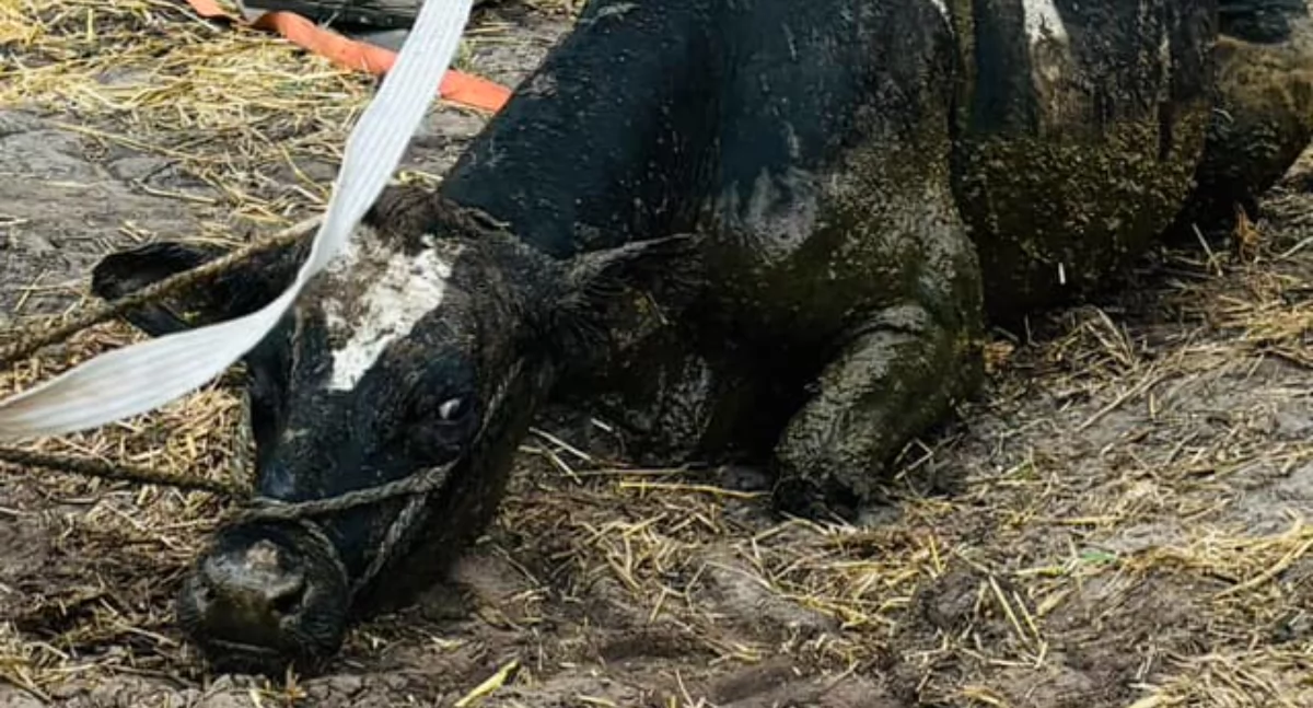 Krowa uwięziona w paskudnej pułapce. Tylko oni mogli pomóc! [ZDJĘCIA]
