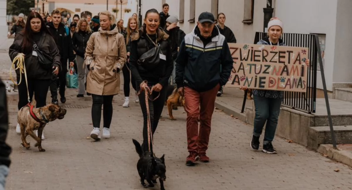 Spacer po Płocku z psami i transparentami. Którego psiaka zabierzecie do domu? [ZDJĘCIA}