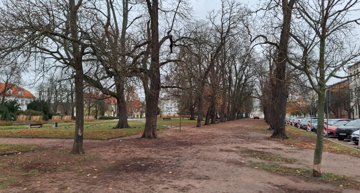 Płock. Plac Obrońców Warszawy do zmiany.  Zaplanowano wycinkę kilku drzew