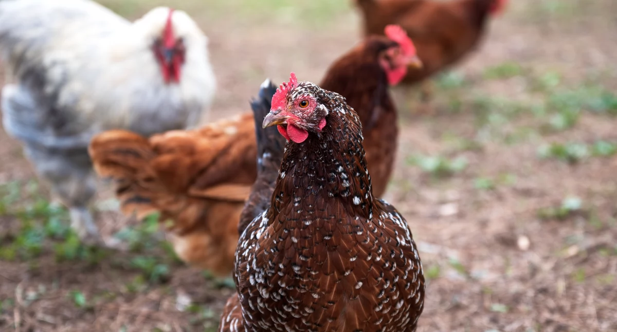 Alarm w Płocku i powiecie płockim. Ptasia grypa ponownie atakuje