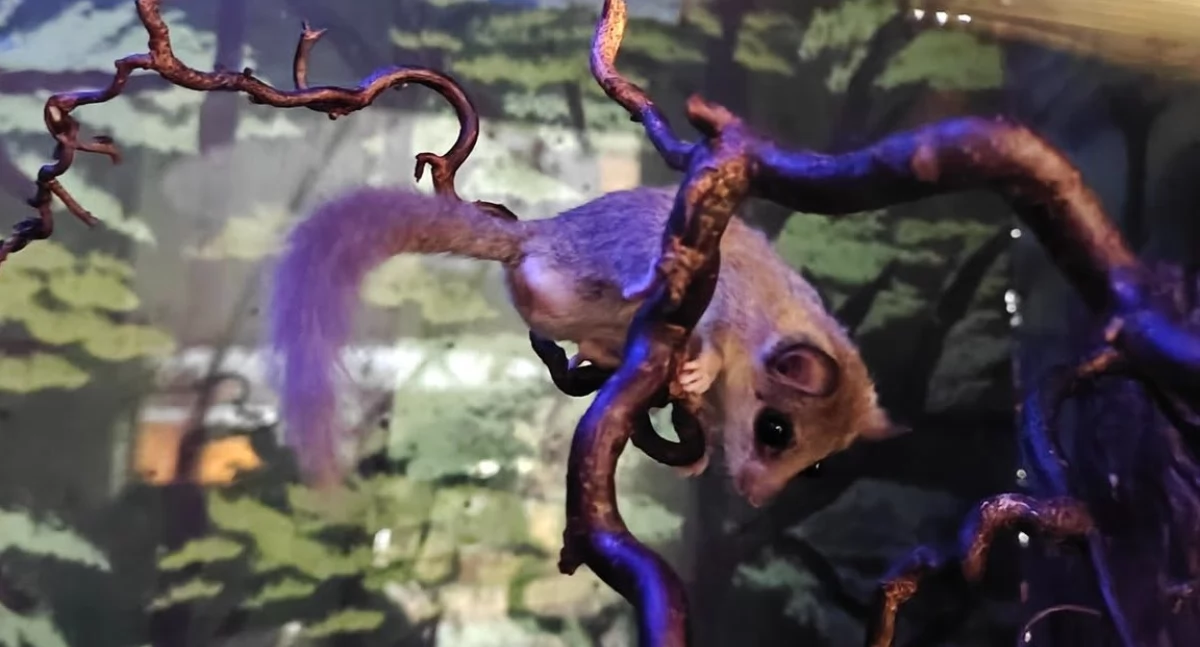Wiosenne atrakcje płockiego ZOO! Pędzlogony nocą, wybryki dzieci w słoniarni i prywatny basen zębatej Marty. 