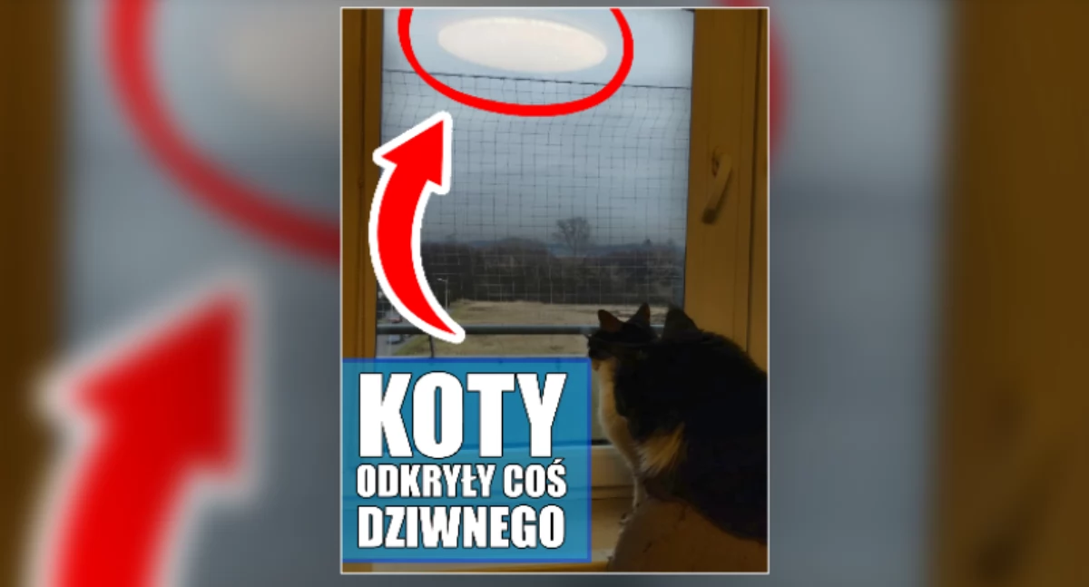 UFO nad Płockiem? Koty odkryły coś dziwnego...