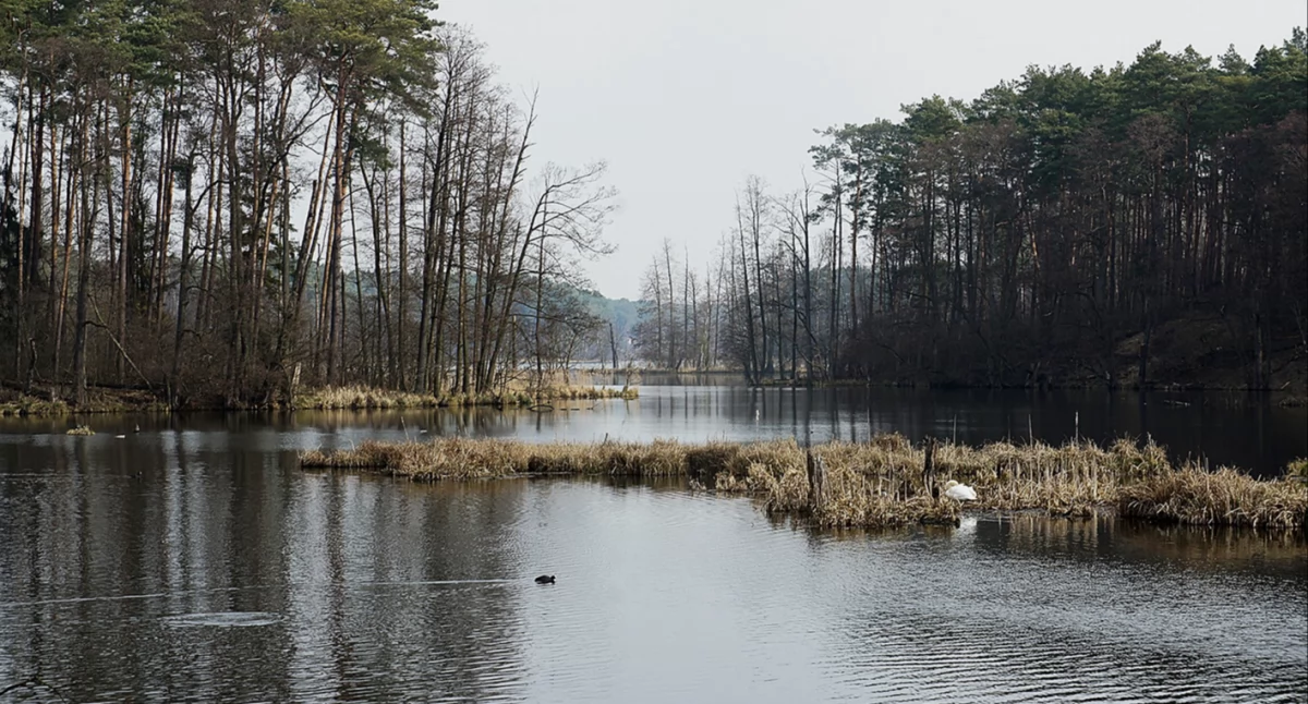 Walczą o uratowanie Jeziora Soczewka. „To miejsce umiera od lat”