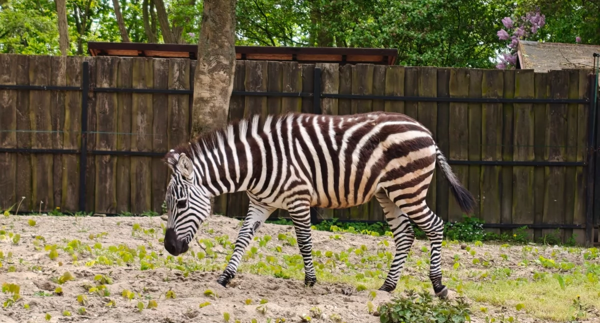 Kto je siano, a kto ryby? Majowe atrakcje i nowości w płockim ZOO! 