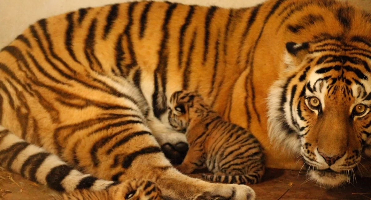 Atrakcja i sensacja w płockim ZOO. Czworaczki u tygrysów syberyjskich! 