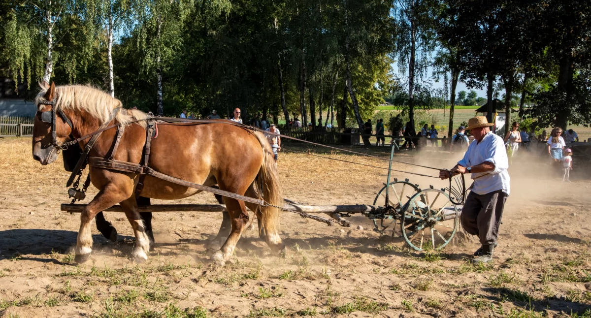 7 września 2025 r. W sierpeckim skansenie w roli głównej ziemniak