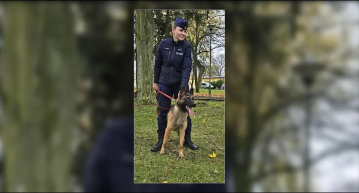 Wiron i Wachta – nowi czworonożni partnerzy w Policji. Cztery łapy w akcji