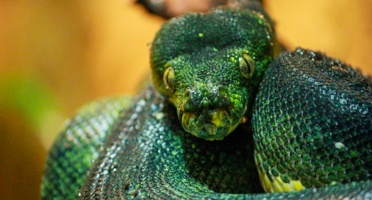 W płockim ZOO jest nowy mieszkaniec. To zielony, nocny łowca