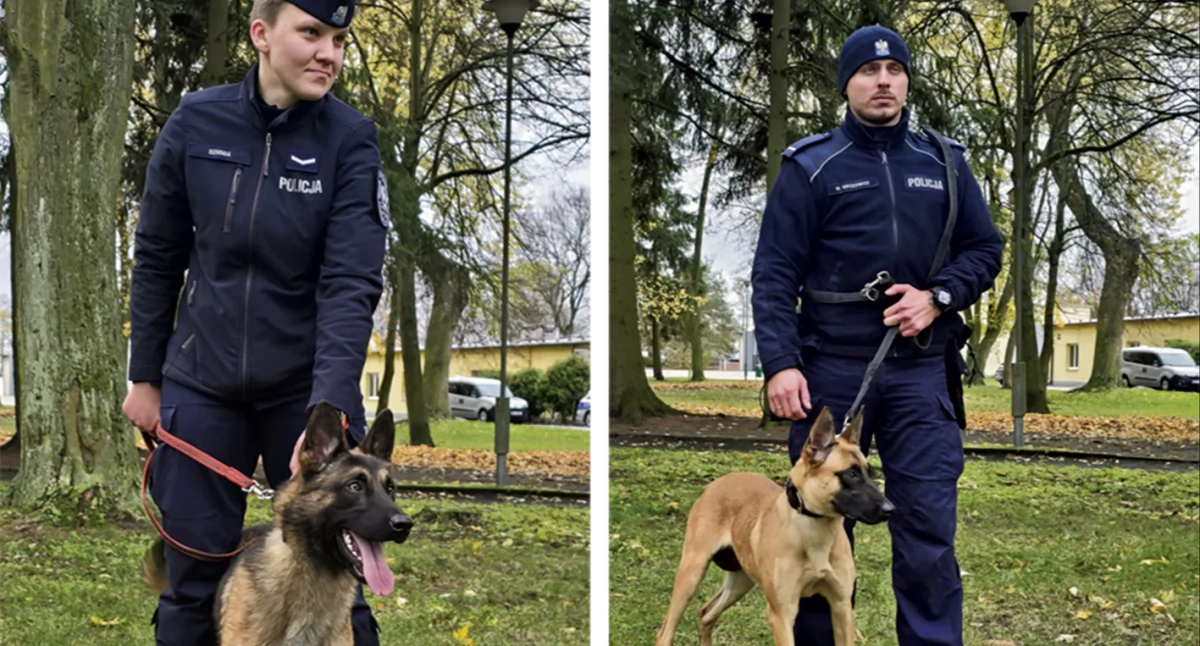 Wiron i Wachta – nowi czworonożni partnerzy w Policji. Cztery łapy w akcji