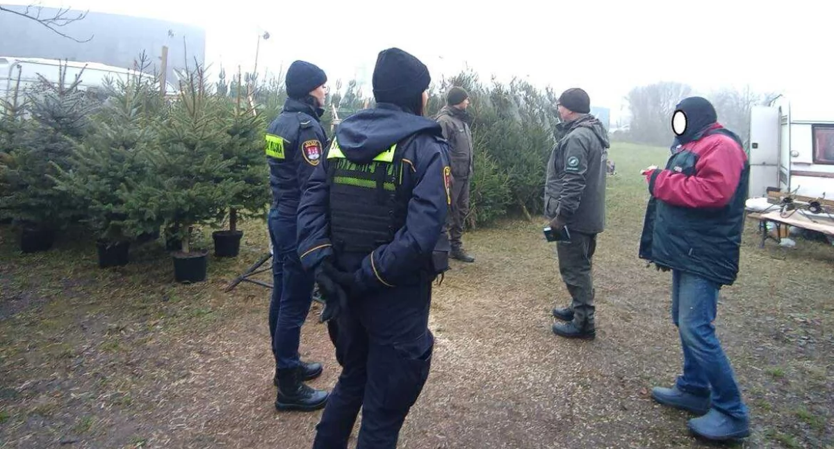 Kupujesz choinkę w Płocku? Strażnicy mówią, na co uważać