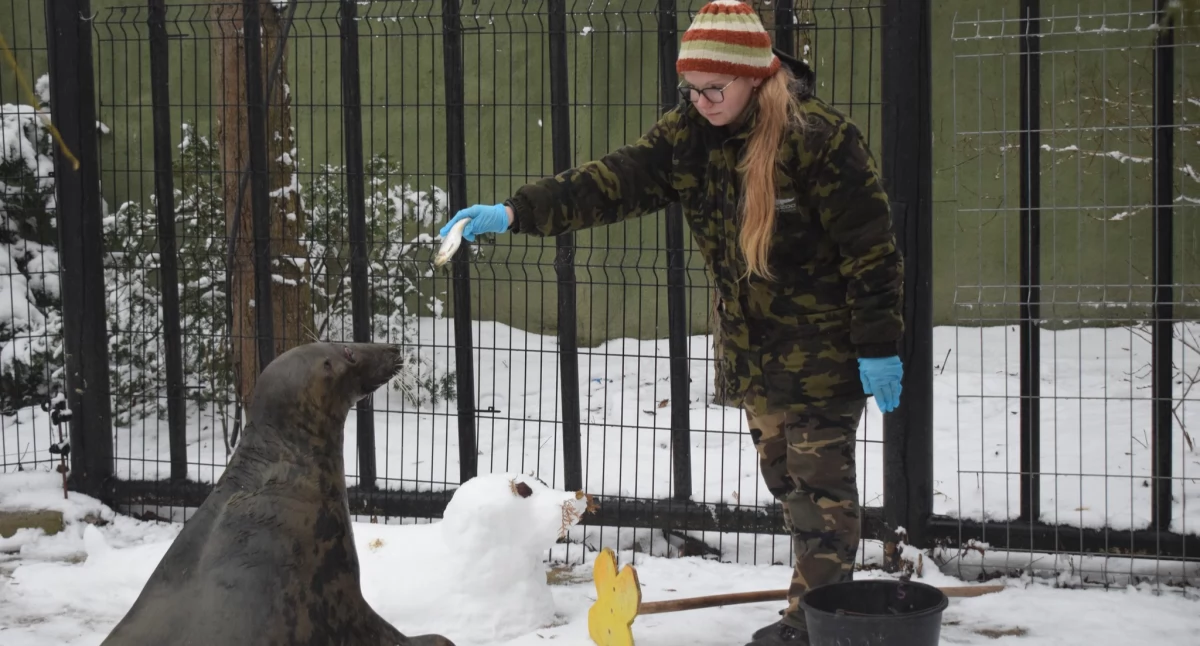 Płock miastem zwierzęcych rekordzistów! Foka Selma najstarsza na świecie