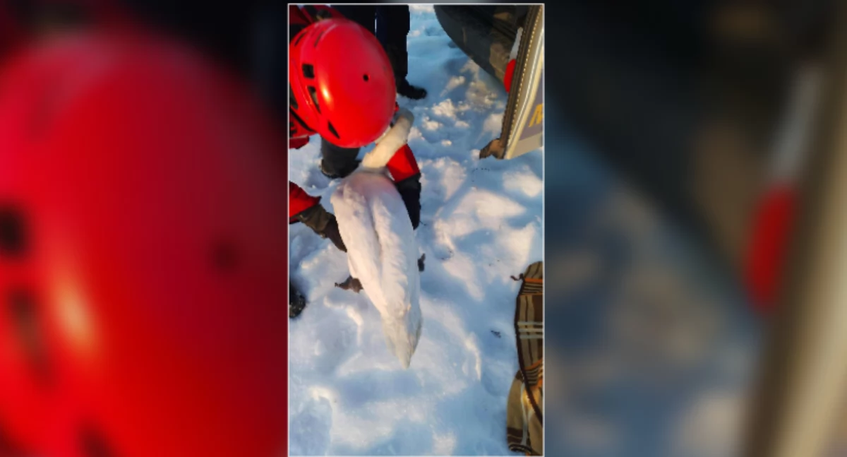 Łabędź uwięziony w tafli lodu pod Płockiem. Akcja ratunkowa była wyjątkowo trudna