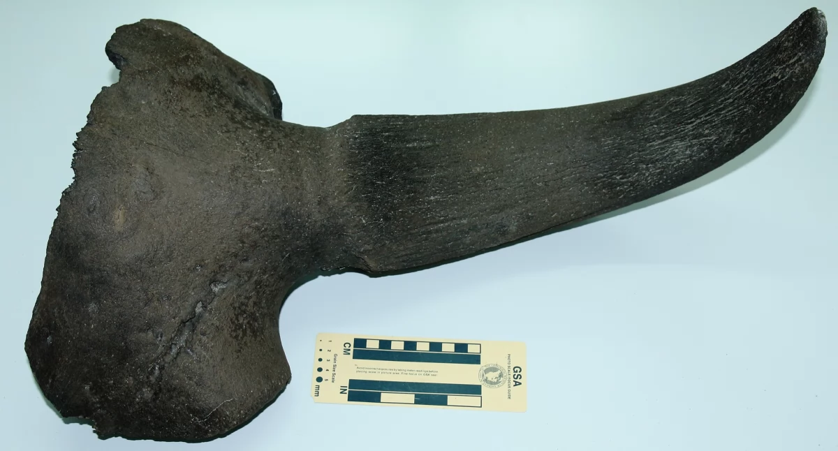 Kopał staw i trafił na prehistorię. W ziemi leżały szczątki sprzed 20 tysięcy lat