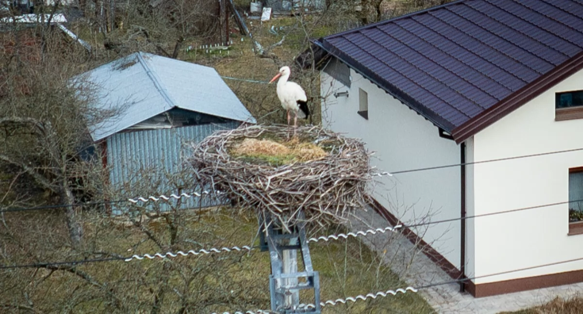 Bocian Kajtuś wrócił do swojego gniazda – lokalny bocian rozpoczyna wiosnę